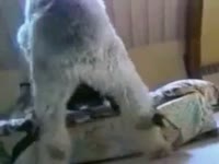 Dog orgasm in kinky pet owner's pussy